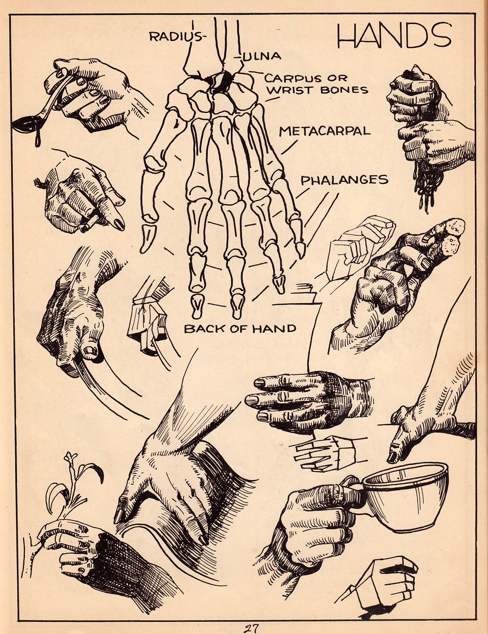 A simplified art anatomy