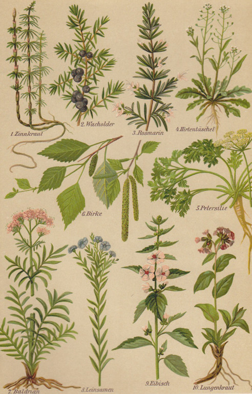 plants 1