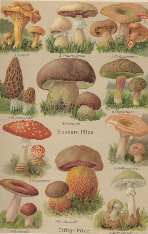 plants 2