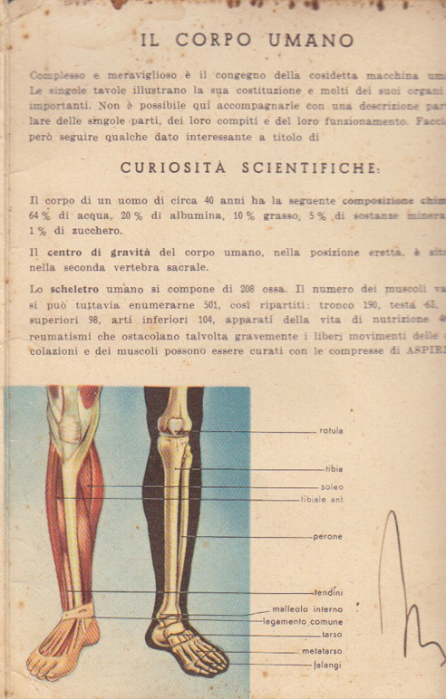 IL Corpo Umano
