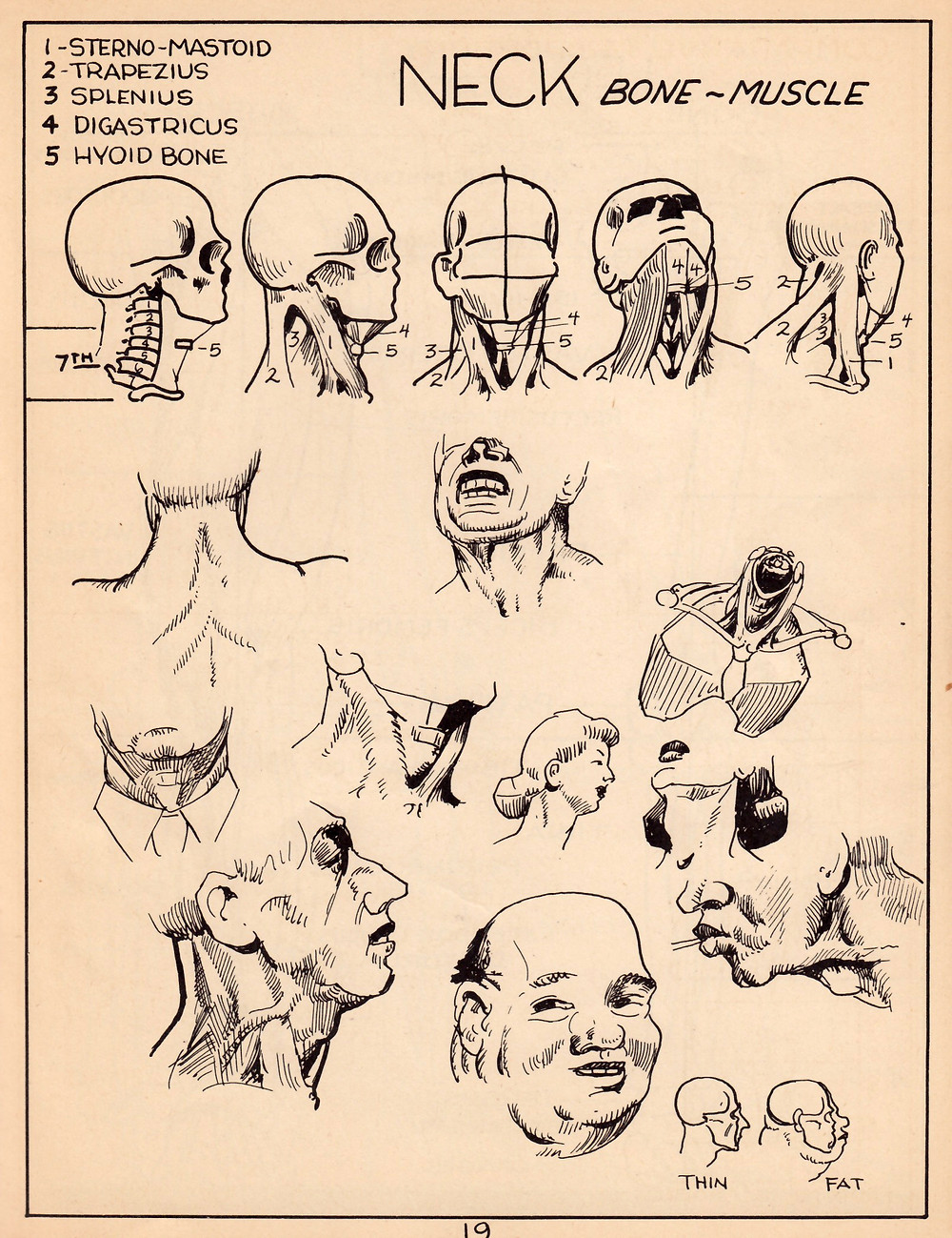 A simplified art anatomy