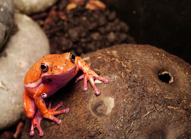 The Symbolism of Frogs and Toads