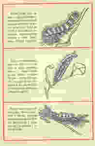 spanish DECO 5