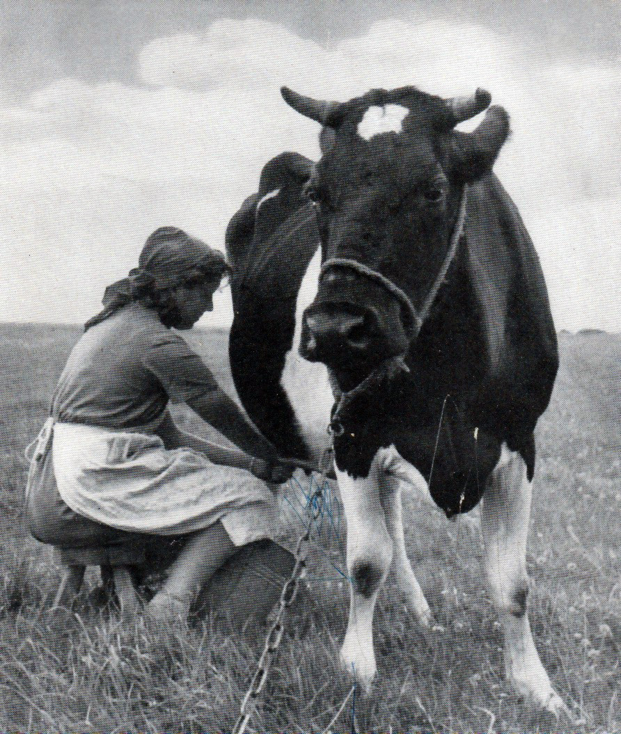 Bund Deutscher Mädel