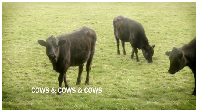 Cows & Cows & Cows