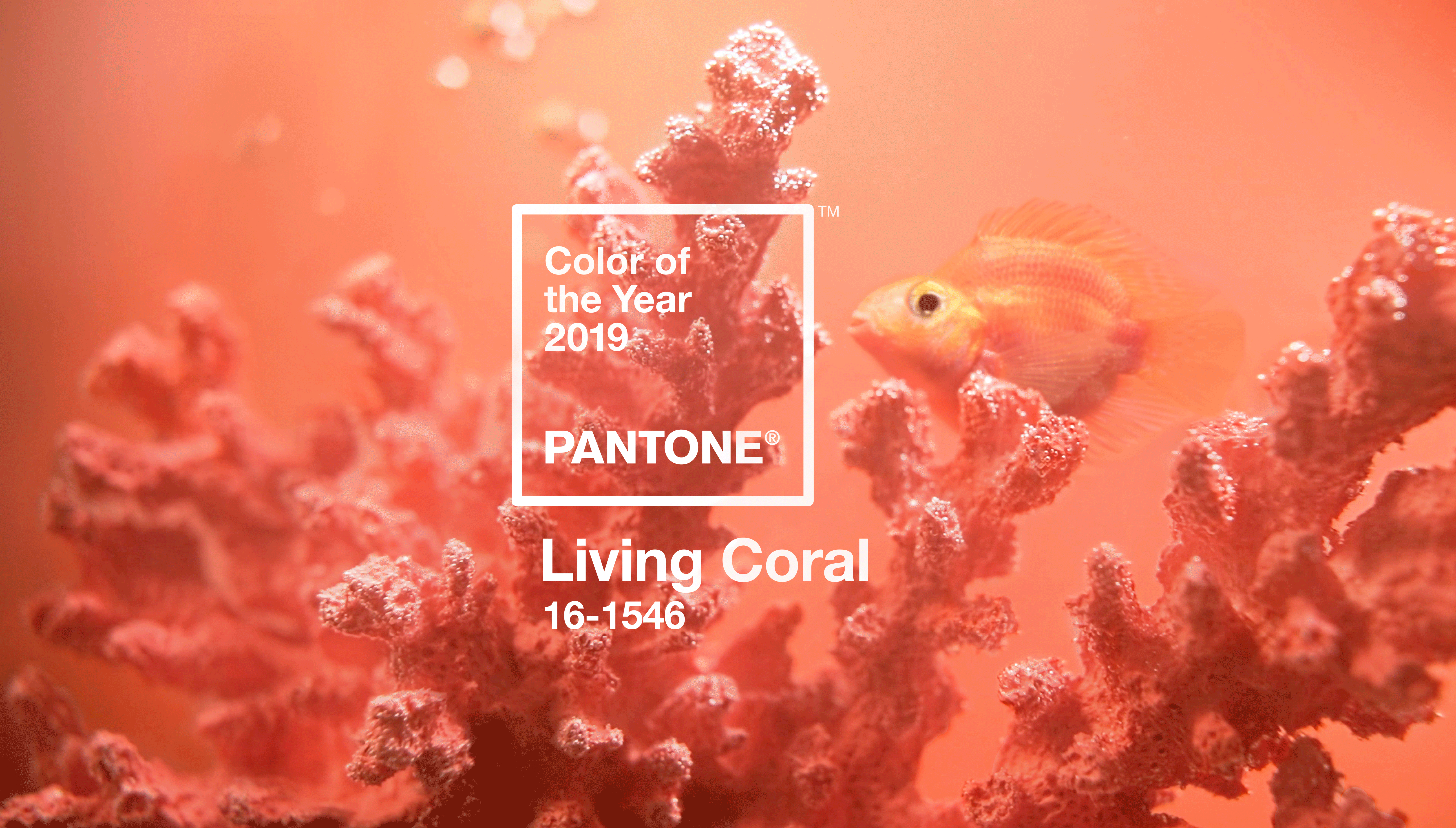 Pantone Names Living Coral 2019 Color of the Year