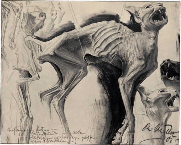 Richard Müller, a German artist who toes the line between the real and the bizarre.