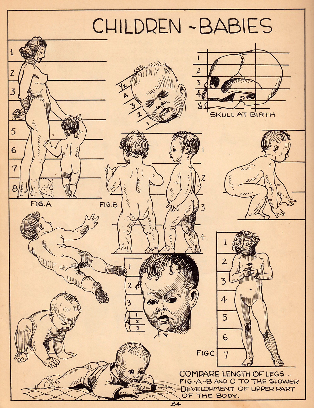 A simplified art anatomy