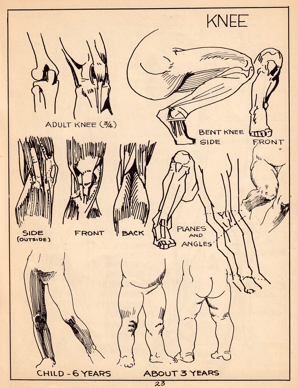 A simplified art anatomy