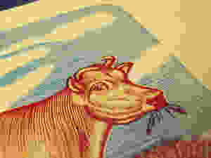 jerseycreamcow