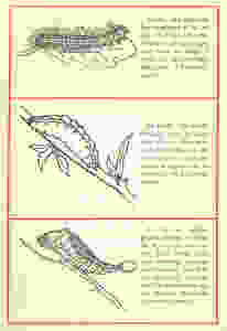 spanish DECO 4