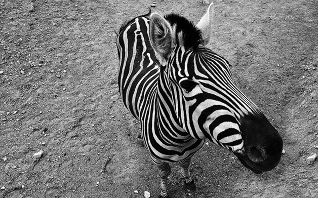 How the Zebra Got Its Stripes