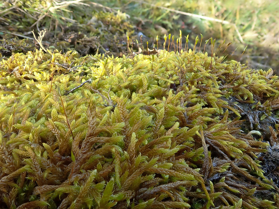 Close-up of vibrant green and brown moss growing densely on a forest floor. Sunlight highlights the texture and delicate strands.