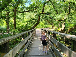 A child in a black shirt walks on a wooden bridge in a lush green forest under a clear blue sky. Sunlight filters through the trees.
