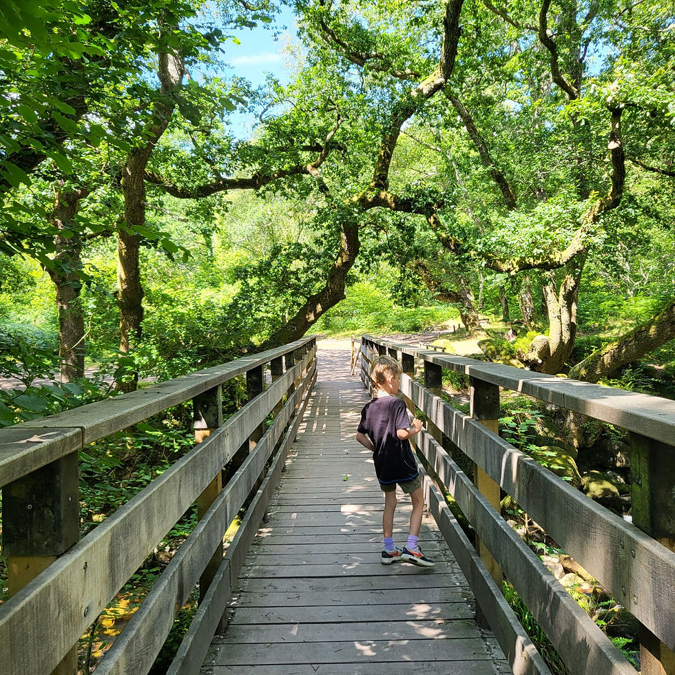 A child in a black shirt walks on a wooden bridge in a lush green forest under a clear blue sky. Sunlight filters through the trees.