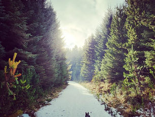 A dog runs on a snow-covered path through a dense, sunlit forest. Green trees line the trail under a bright, cloudy sky.