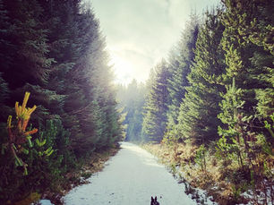 A dog runs on a snow-covered path through a dense, sunlit forest. Green trees line the trail under a bright, cloudy sky.