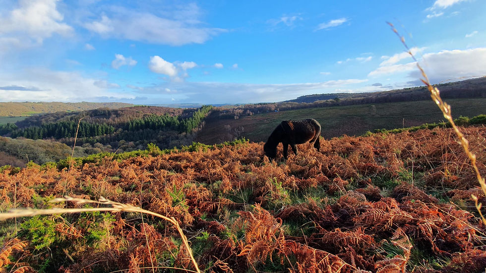 A black horse grazes in a field of orange ferns with a backdrop of rolling hills and a bright blue sky scattered with clouds.