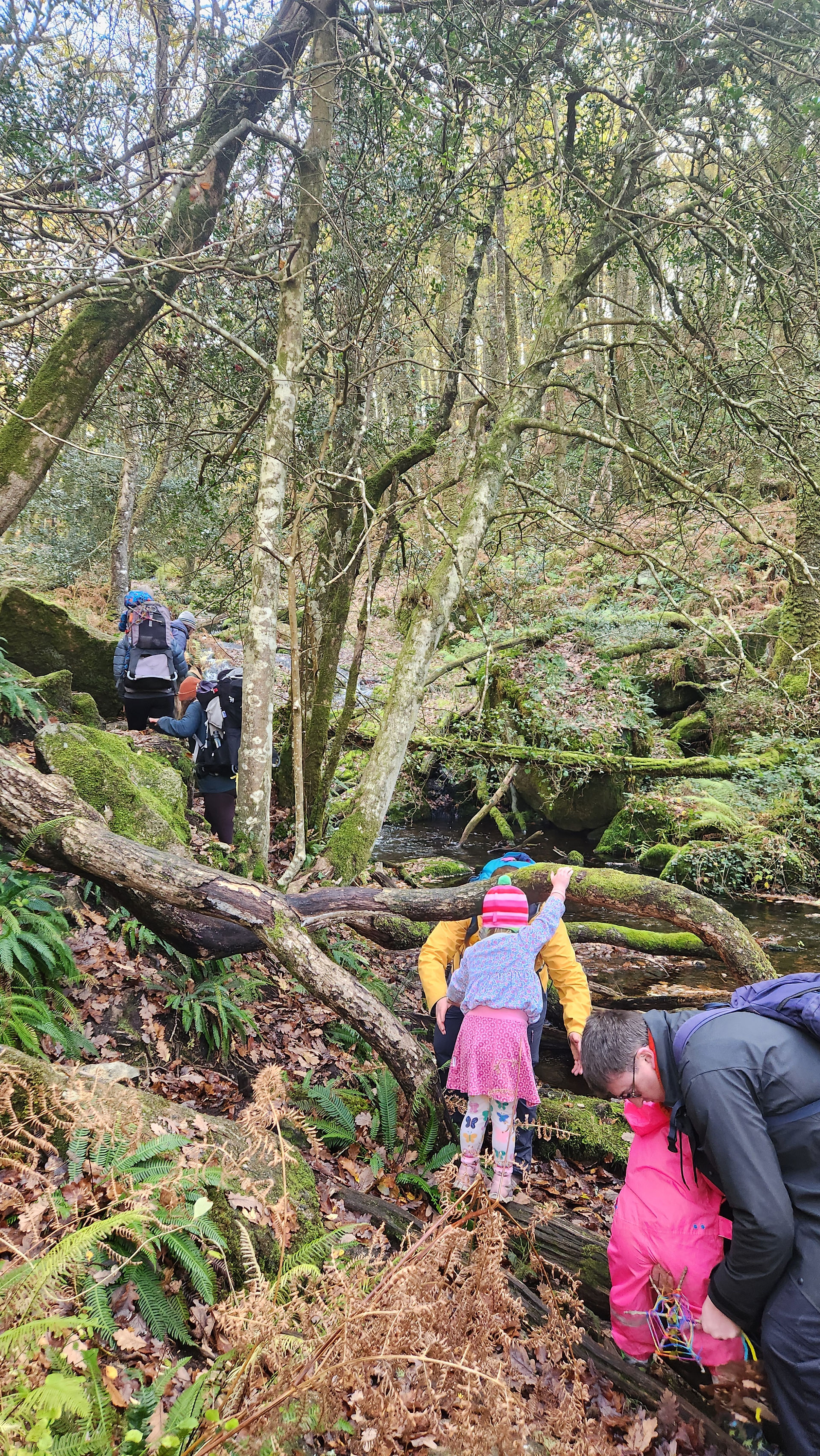 child climbing over trees