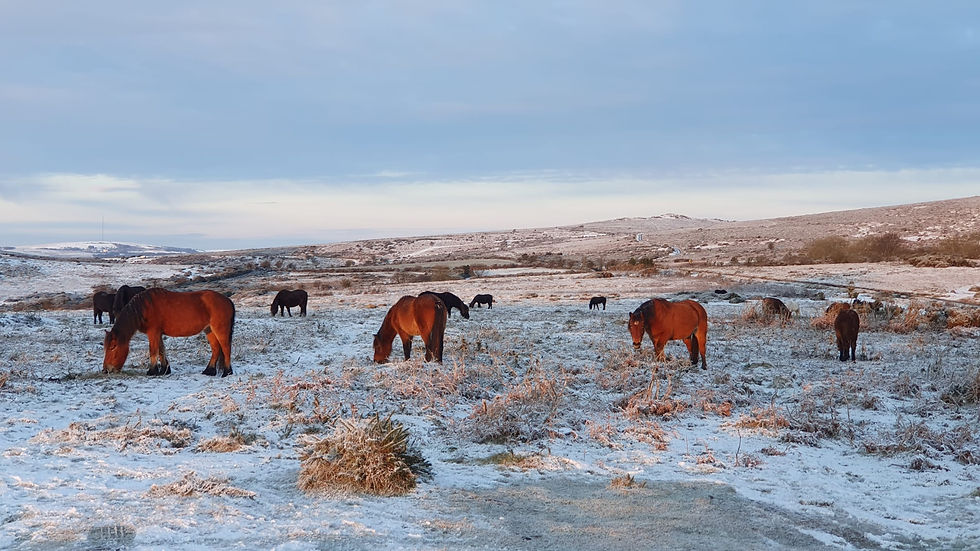 Brown horses graze on a snow-dusted field under a clear blue sky. Rolling hills form the serene, wintry background.