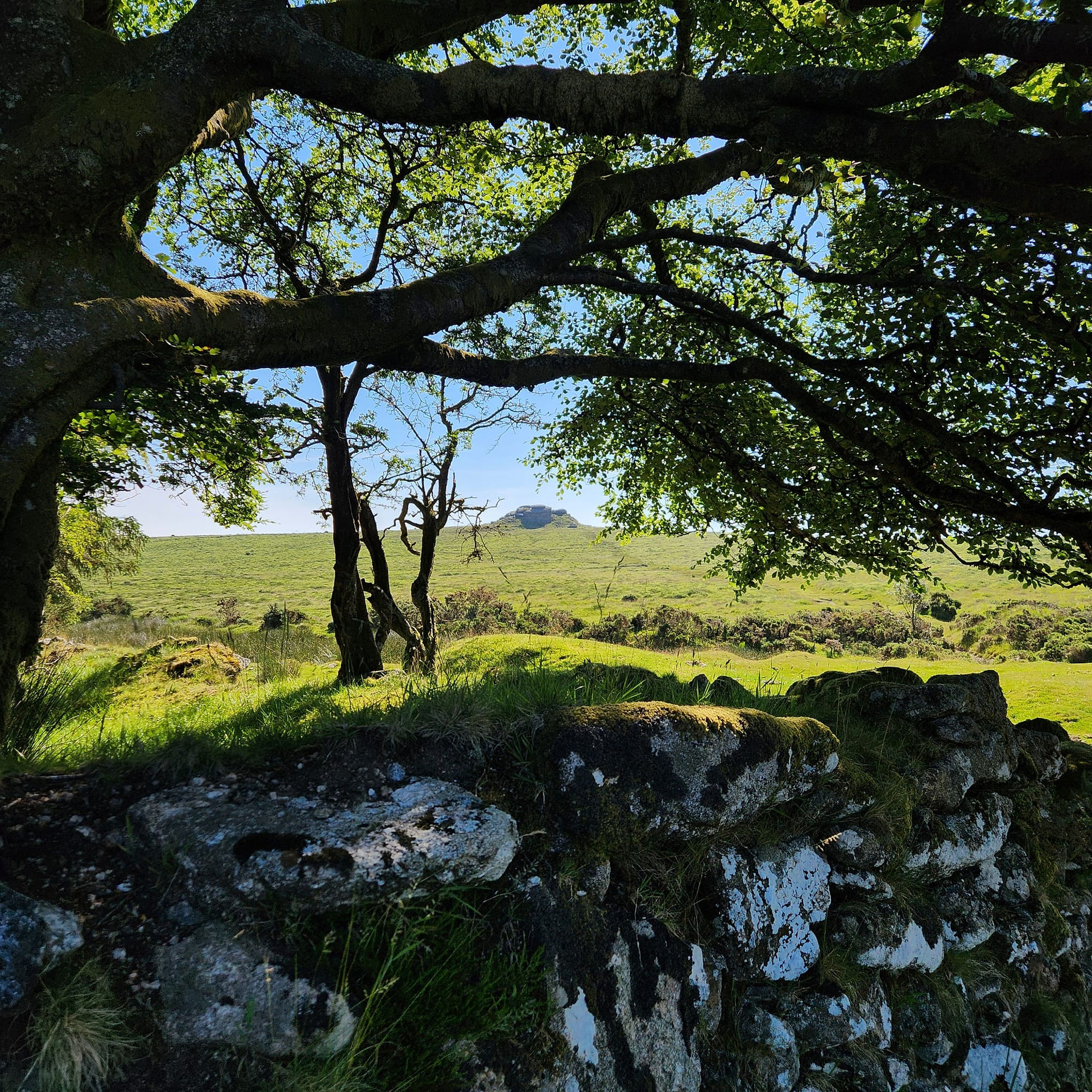 looking at kestor under trees