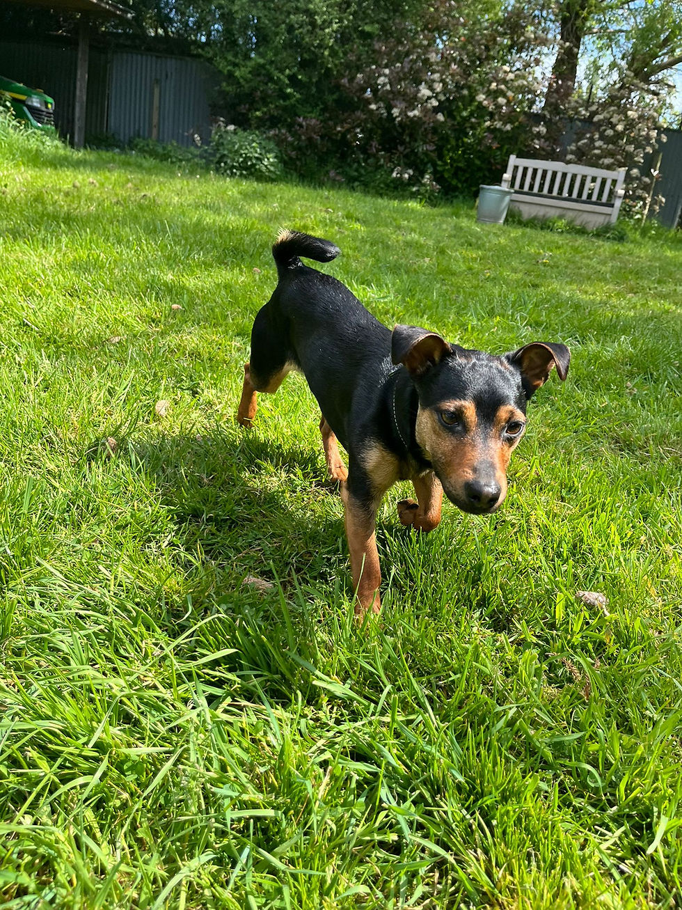 Rocky
