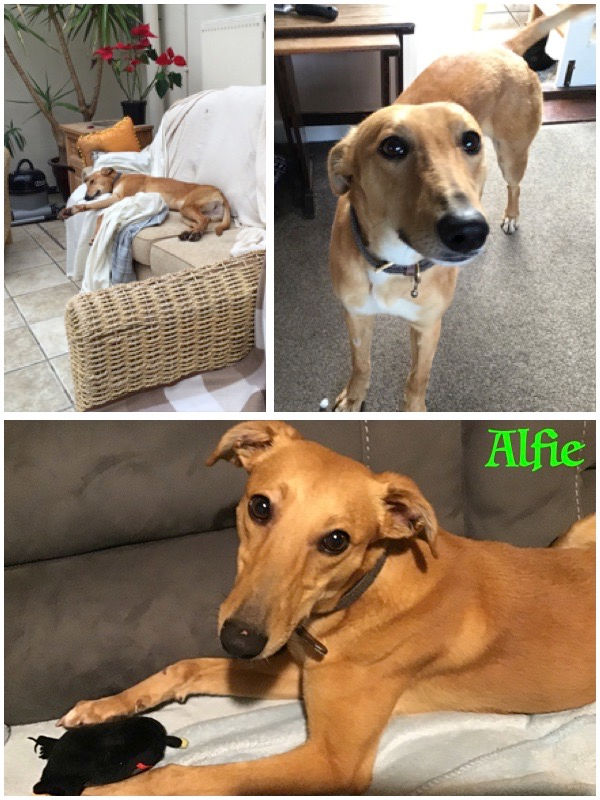 All Posts Blog Wallace Kennels Dog