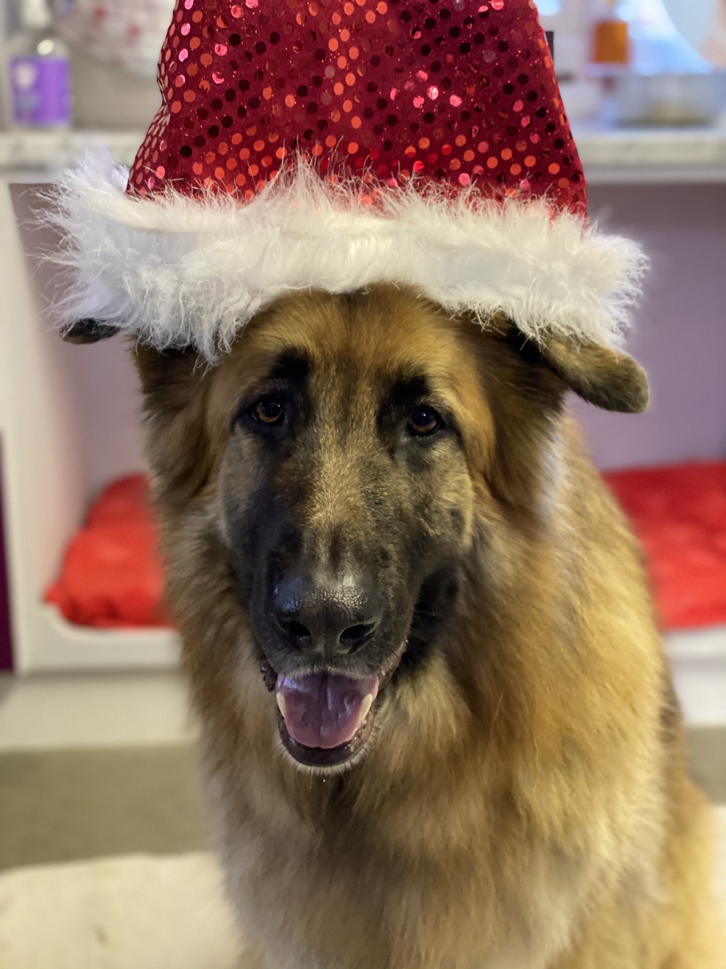 All Posts Blog Wallace Kennels Dog