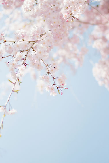tomoko-uji-eriuKJwcdjI-unsplash.jpg