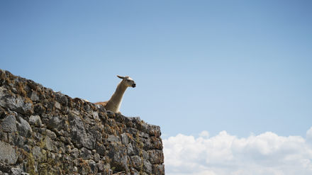 Llama looking out from a stone wall against a blue sky.