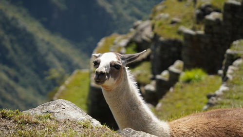 Llama at Machu Picchu.