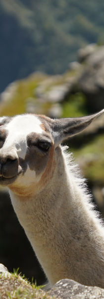 Llama at Machu Picchu.
