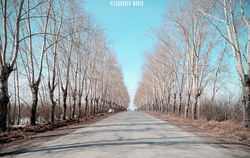 Аллея тополей🌳