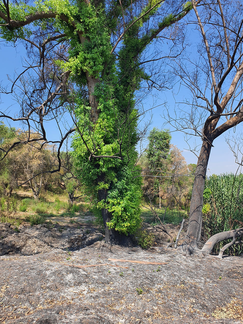עץ אקליפטוס בשיא עוצמתו ליד כמה עצי זית שגם ישרדו כנראה