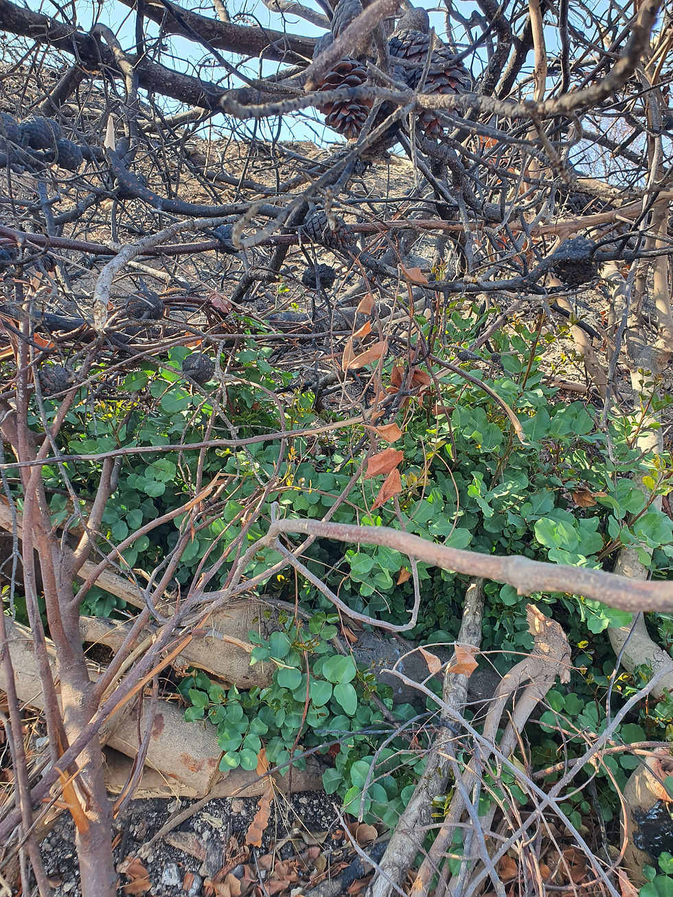 עץ אורן שכבר לא ישתקם נפל על חרוב שדווקא כן משתקם