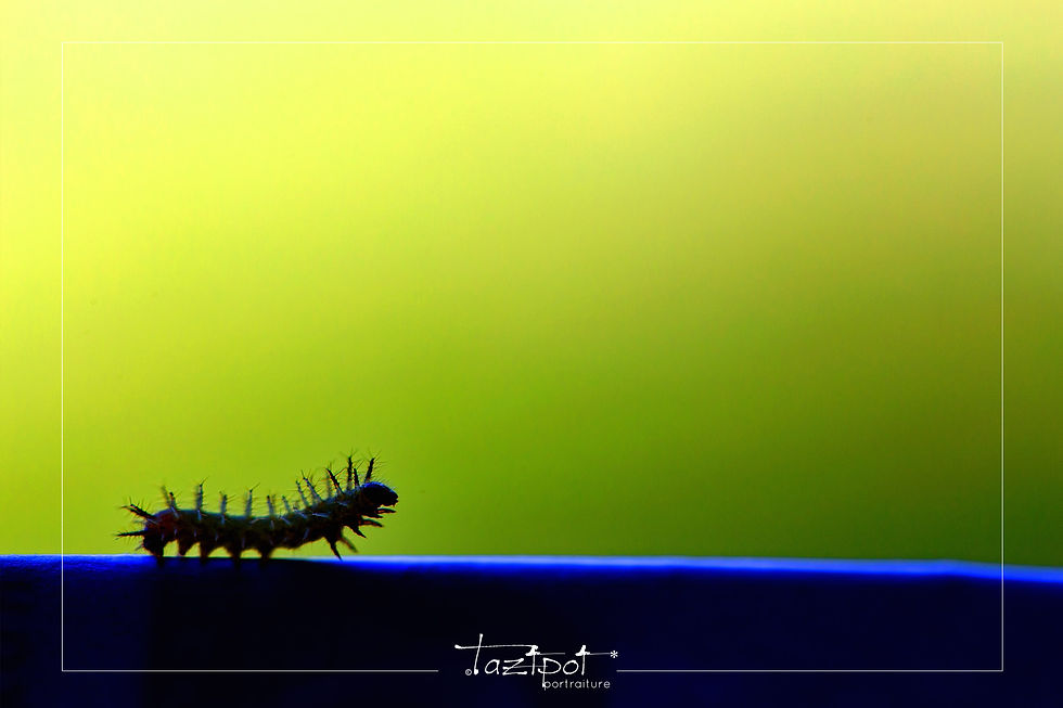 ree