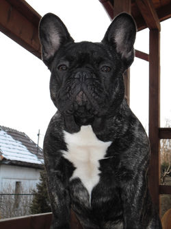 Nika a bulldog lány