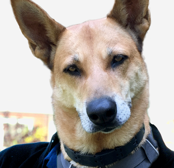 dog---no-words.gif