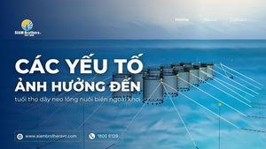 cac-yeu-to-anh-huong-den-tuoi-tho-day-neo-long-nuoi-bien-ngoai-khoi