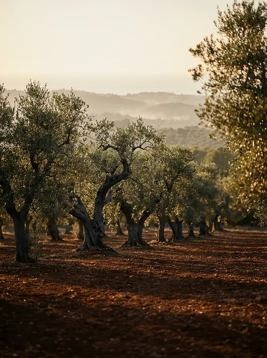 olive oil.webp