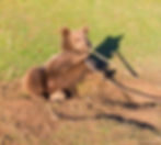 Bear Kept As A Pet