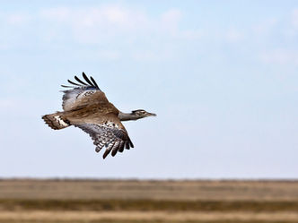 Sacred Flight
