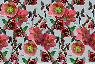 Peach Hellebore Garden on Sky