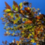 Oak-Wilt in Live Oaks