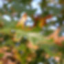 Oak-Wilt in Red Oaks