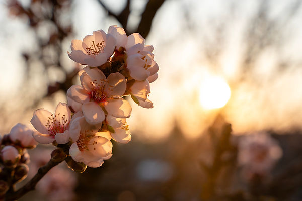 Cherry blossoms in the soft sunset light, evoking warmth, peace, and gentle renewal.