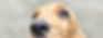 pup eye2.jpg