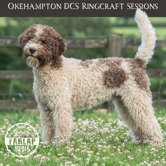 dog photographer, dog show photography, UK, Devon, Okehampton