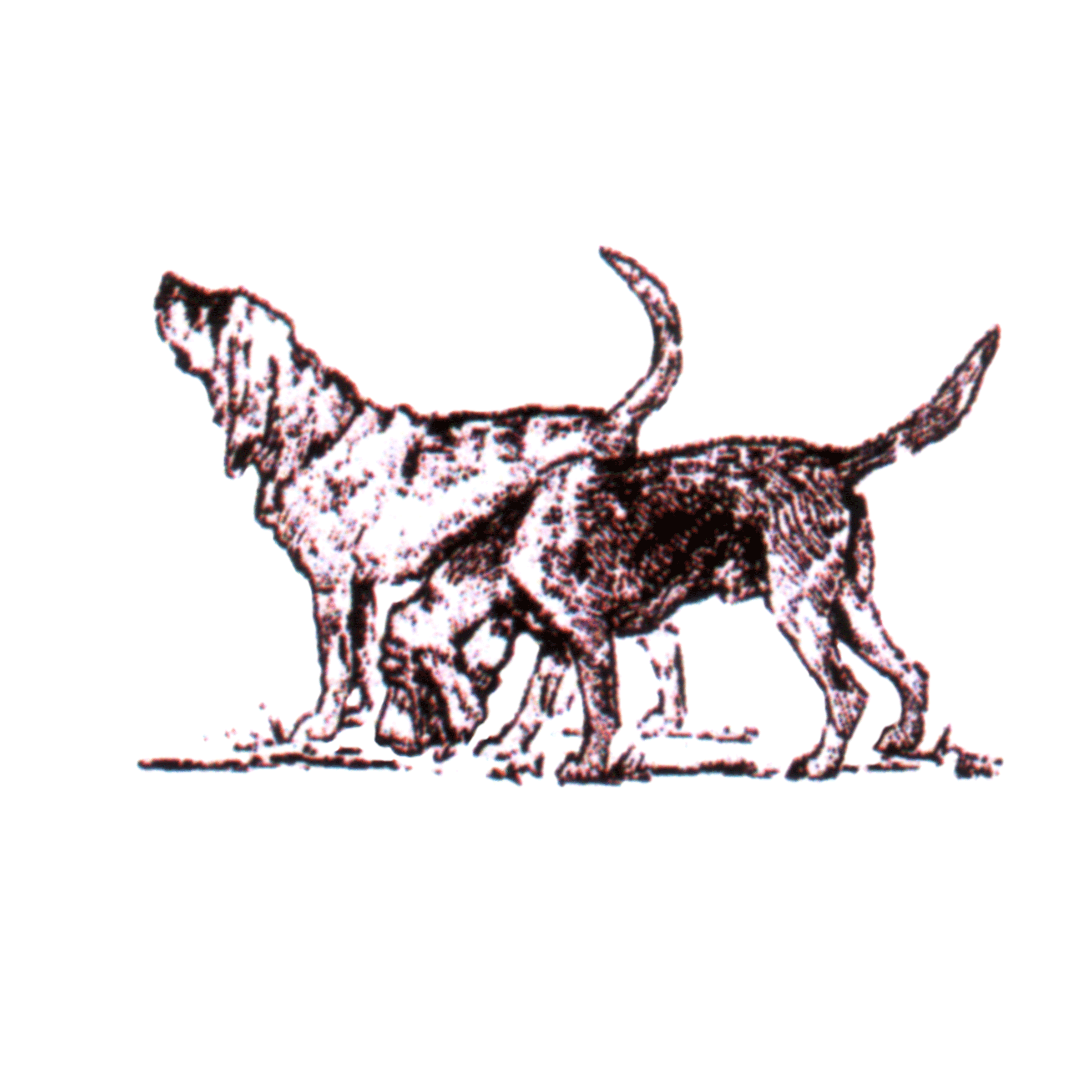 The Bloodhound Club