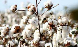 Benefits of Organic Cotton